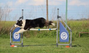 agility osijek klub za obuku pasa baranja kop baraja